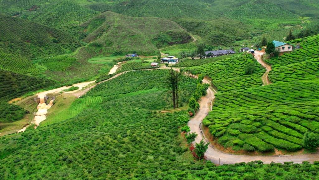 Chinateagarden56d9637bd3e12