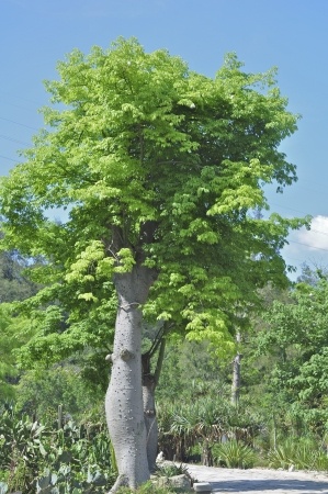 Moringa Blätter