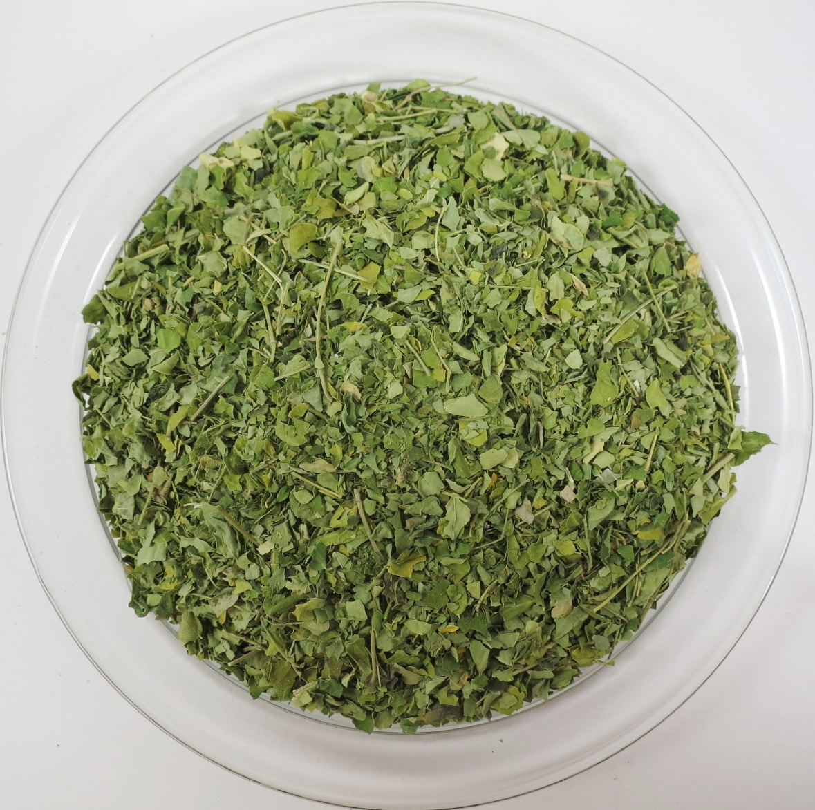 Moringa Blätter