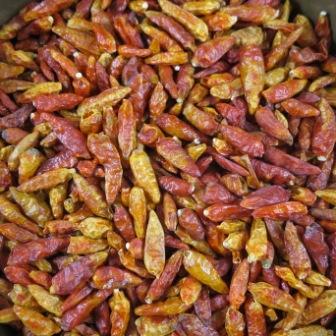 Chili BIO (Vogelaugen) ganz scharf